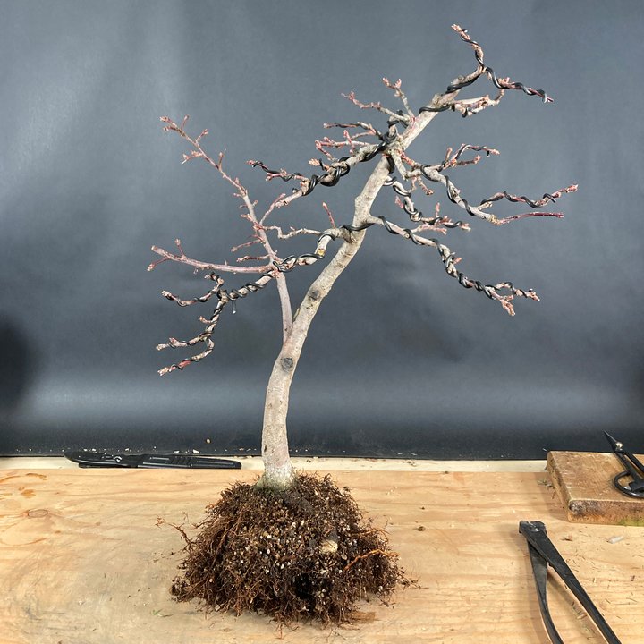 malus repotting and wiring