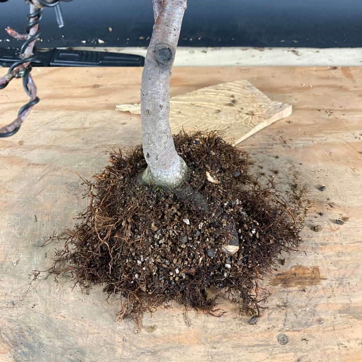 malus repotting and wiring