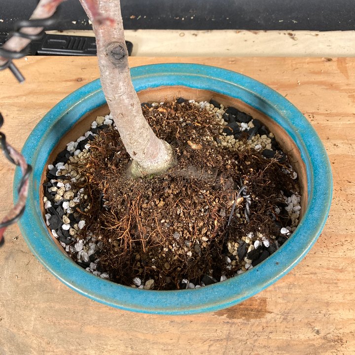 malus repotting and wiring