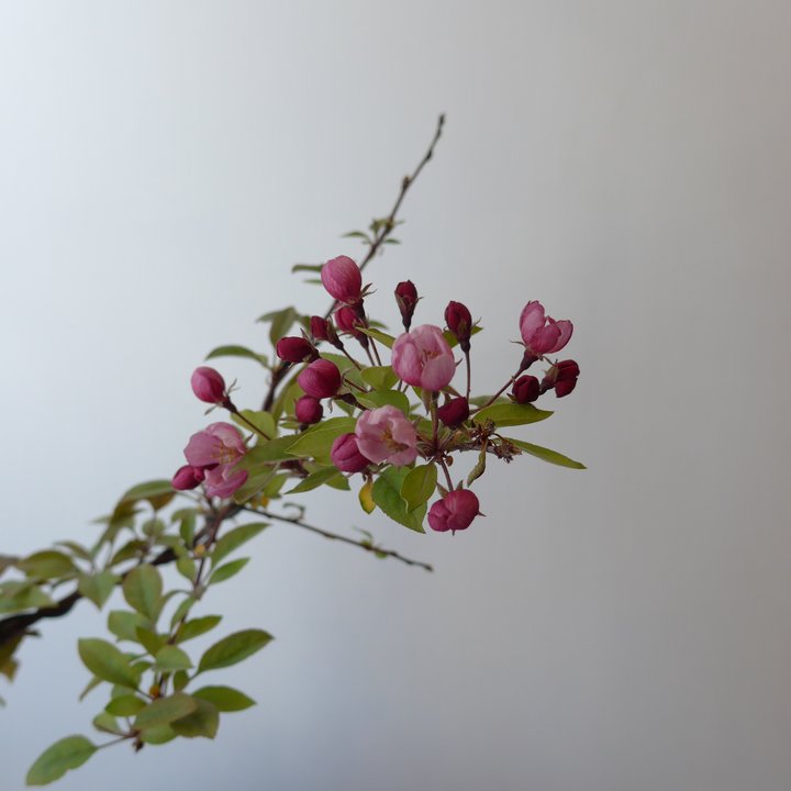 malus shohin fleurs