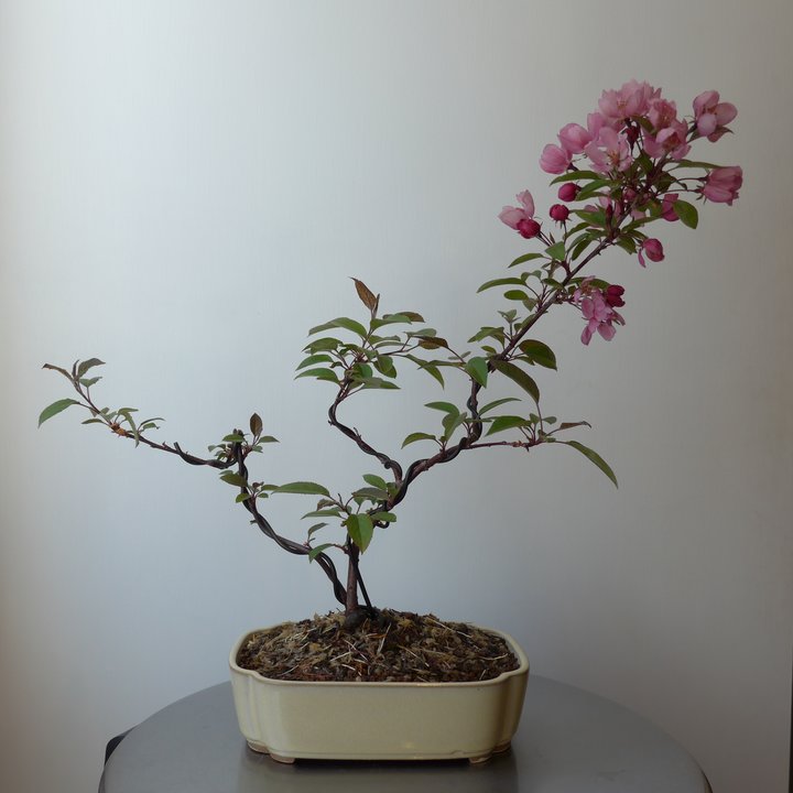 malus shohin fleurs