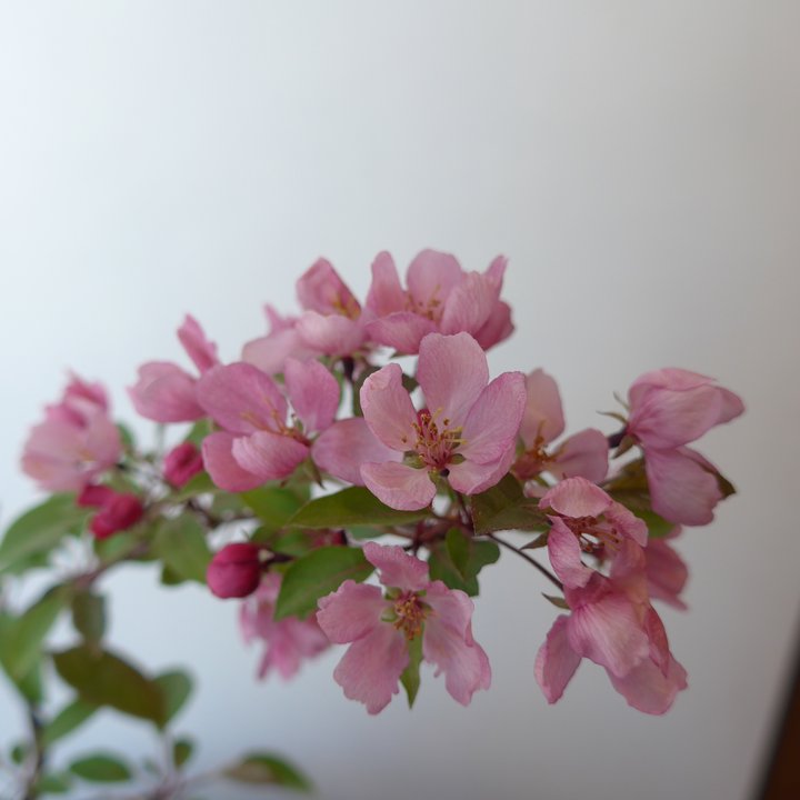 malus shohin fleurs