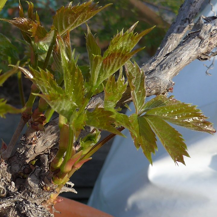 parthenocissus-quinquefolia