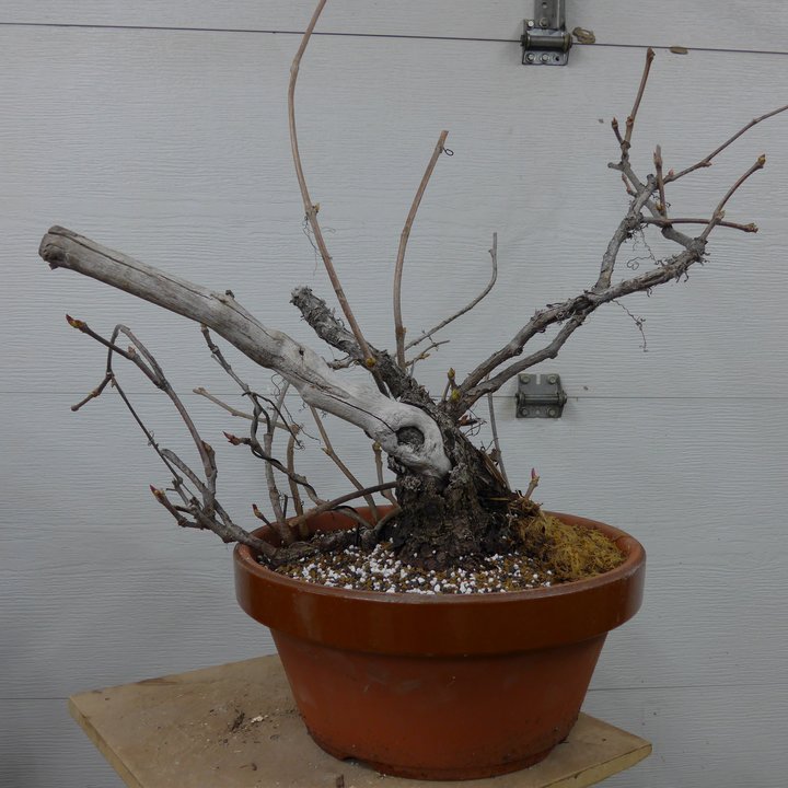 parthenocissus-quinquefolia