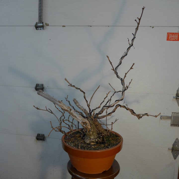 parthenocissus quinquefolia styling