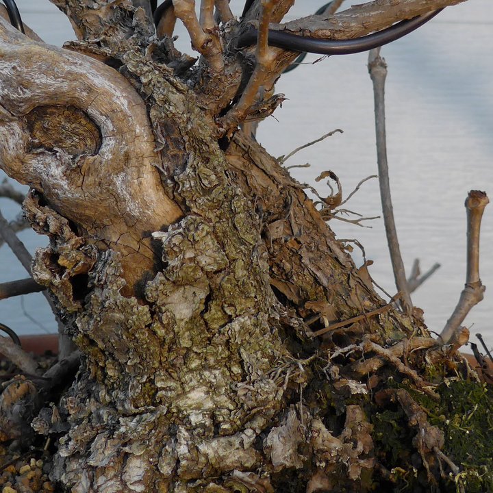 parthenocissus quinquefolia styling