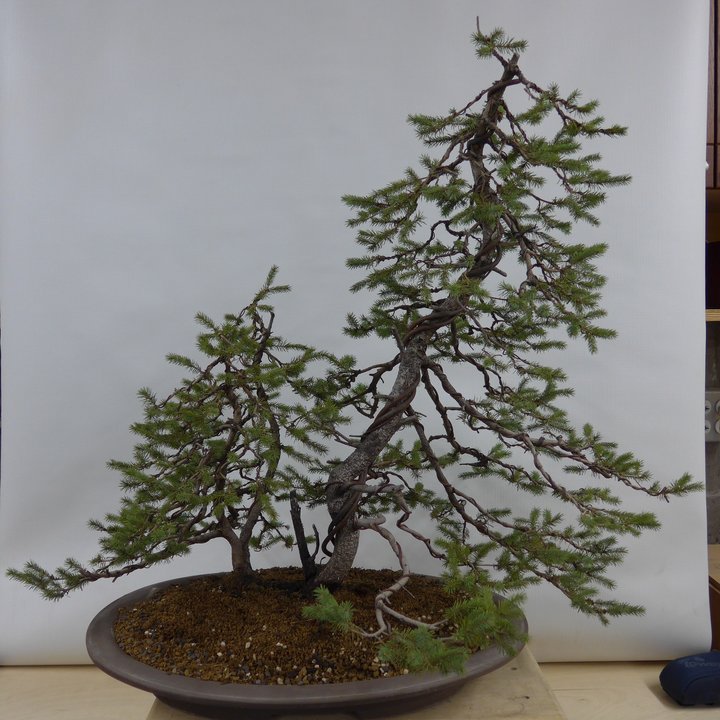 picea glauca bonsai