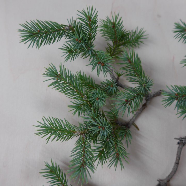 picea glauca bonsai