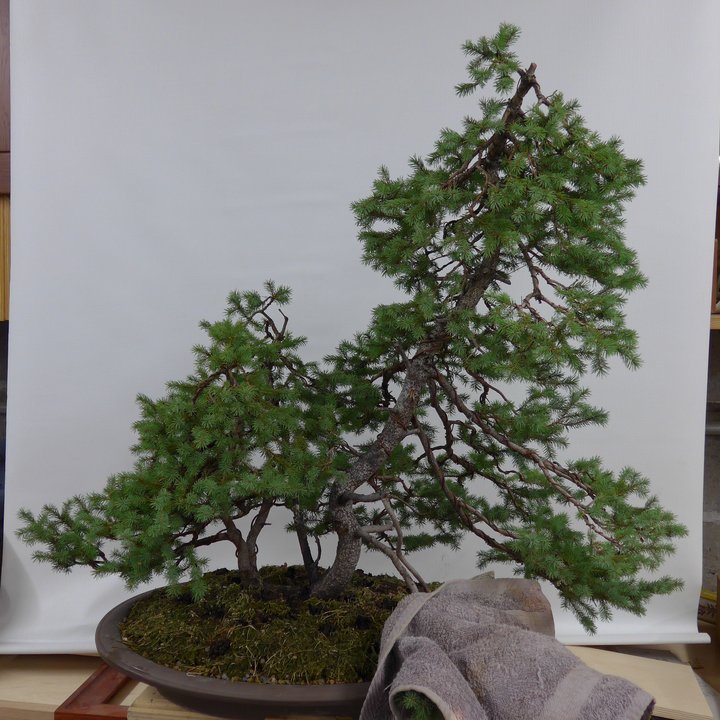 picea glauca bonsai