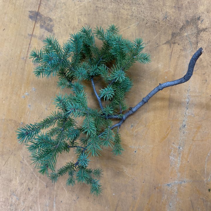 picea glauca printemps