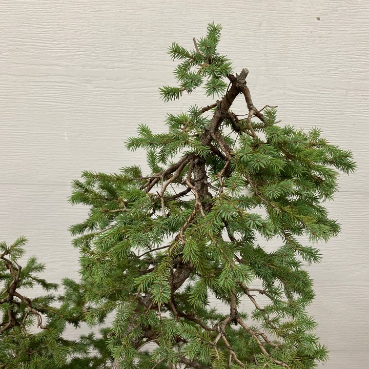 picea glauca spring