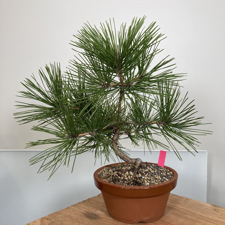 pinus densiflora eclaircie