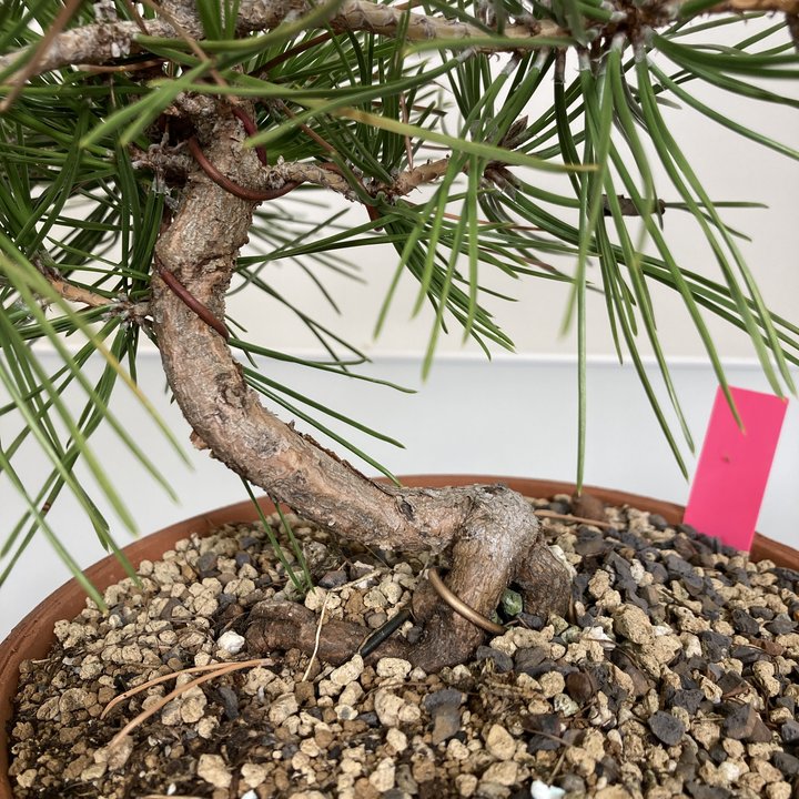 pinus densiflora thinning
