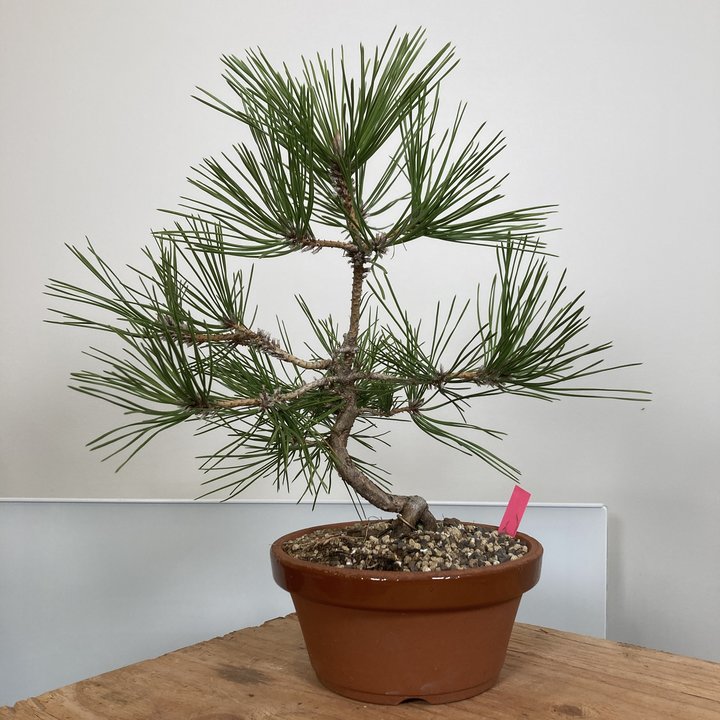 pinus densiflora eclaircie