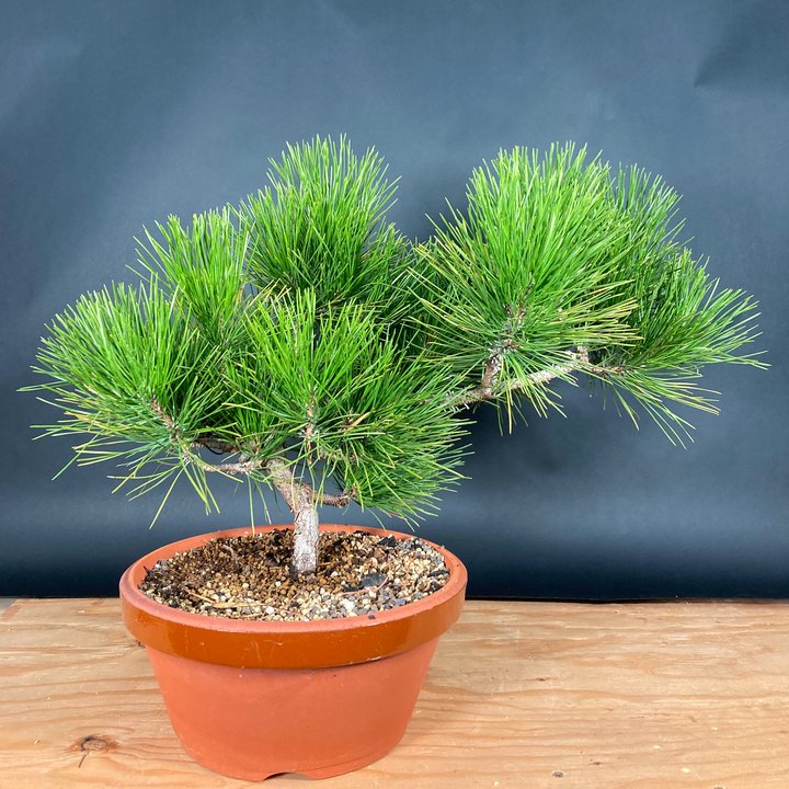 japanese black pine 12 years old styling