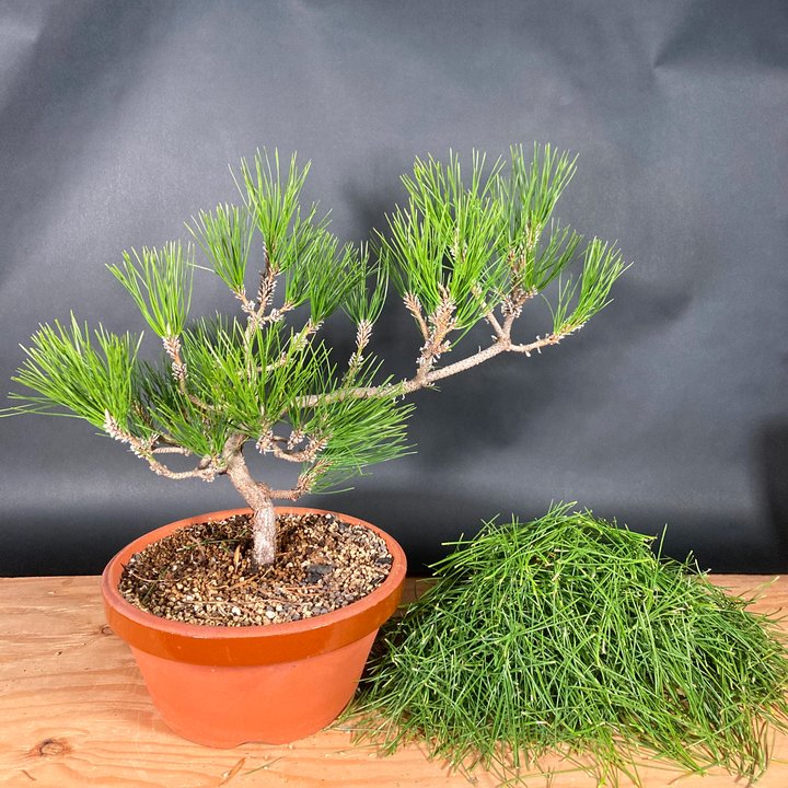 japanese black pine 12 years old styling