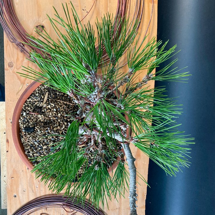 japanese black pine 12 years old styling