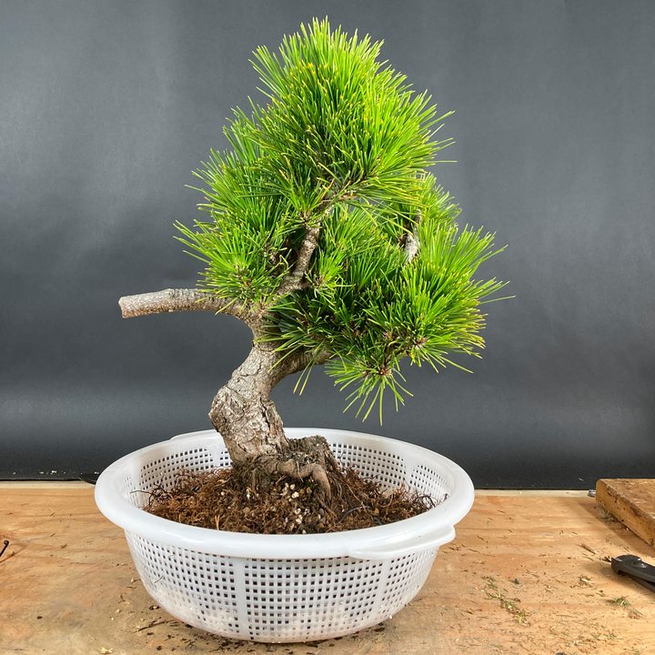 black pine in colander