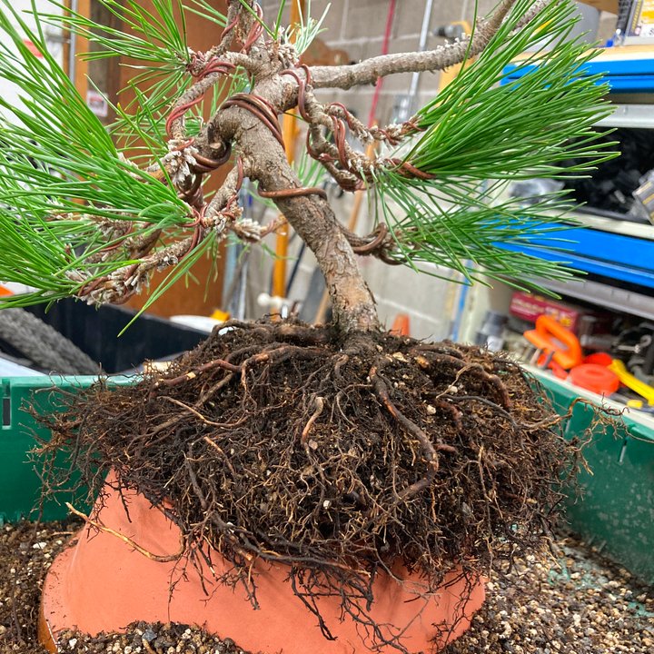 black pine in colander