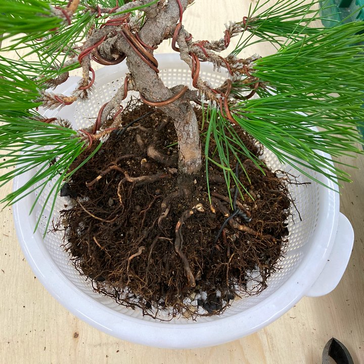 black pine in colander