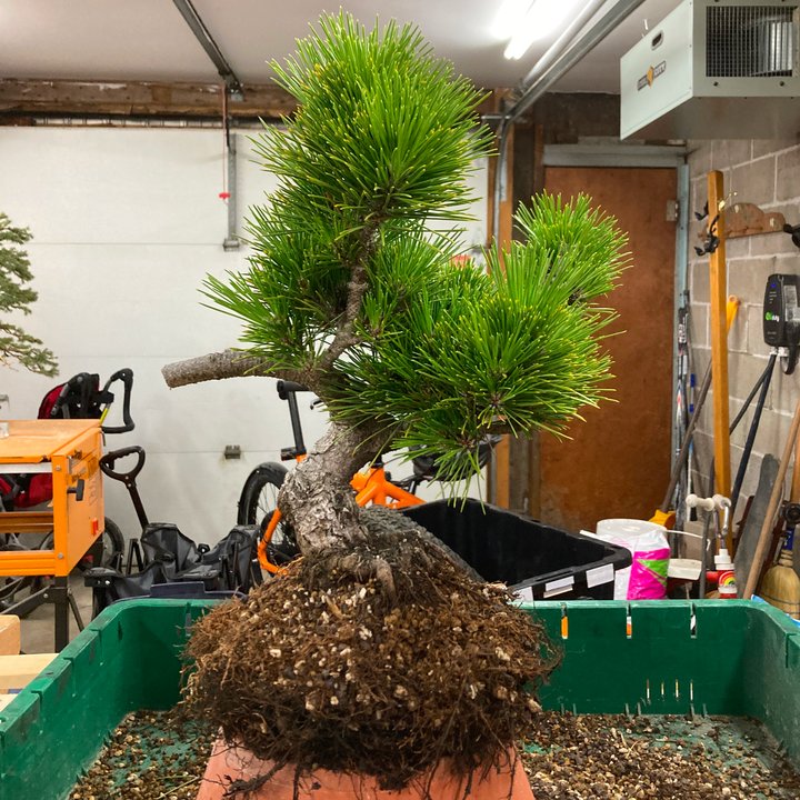 black pine in colander