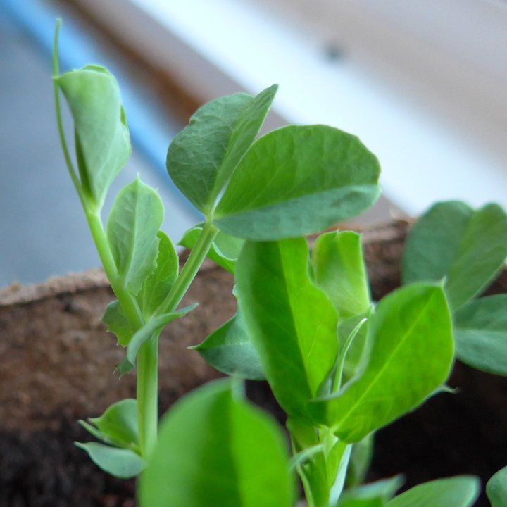 green pea seedling