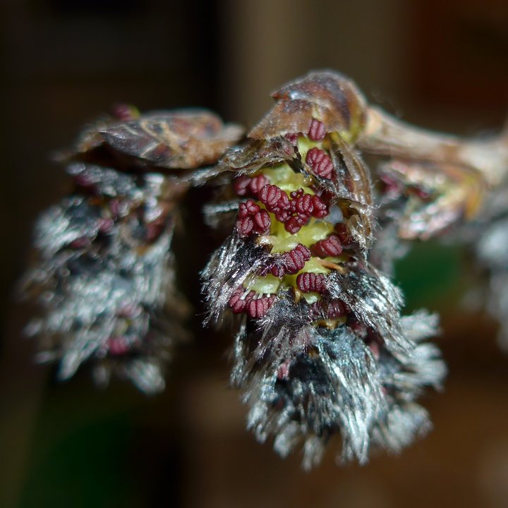 populus tremuloides flowers male