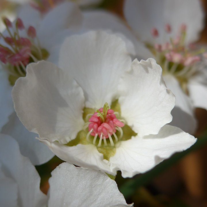 pear flowers