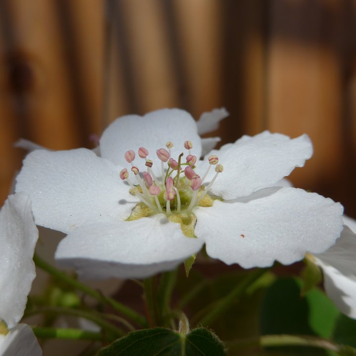 poirier fleurs