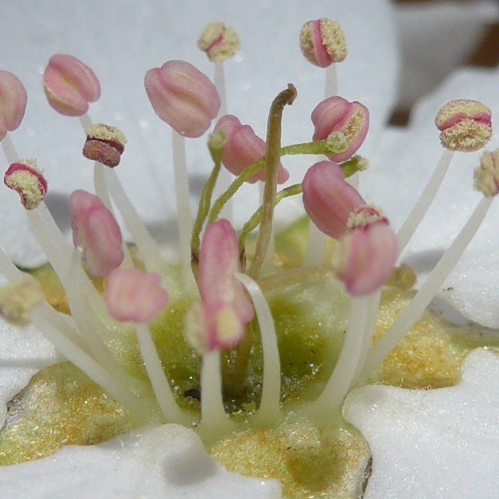 pear flowers