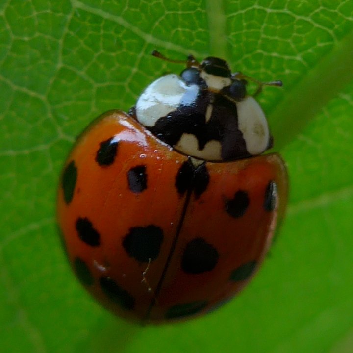 quercus coccinelle