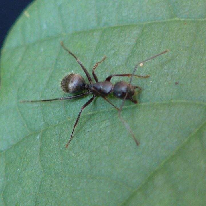 quercus fourmi