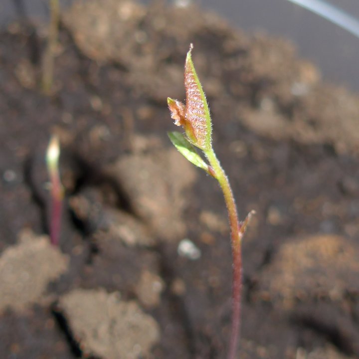 quercus semis