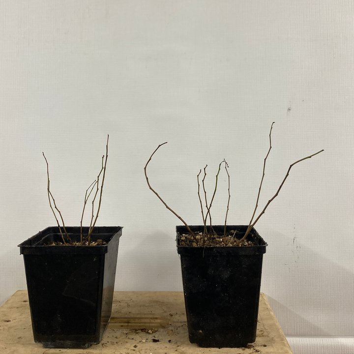 repotting seedlings cercis canadensis