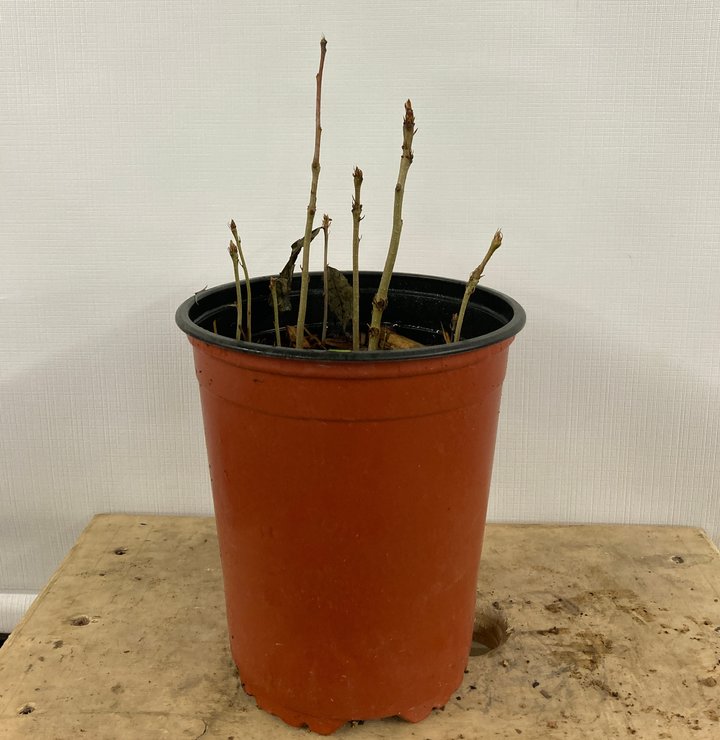 oak seedlings repot