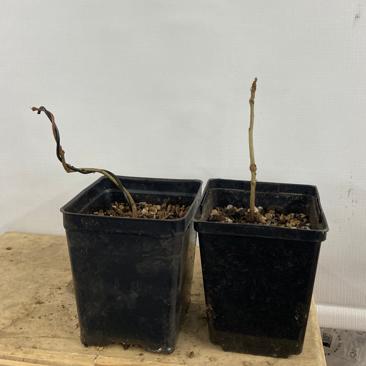 oak seedlings repot