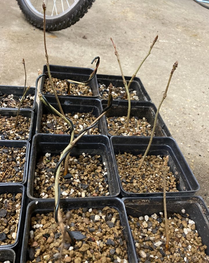 oak seedlings repot
