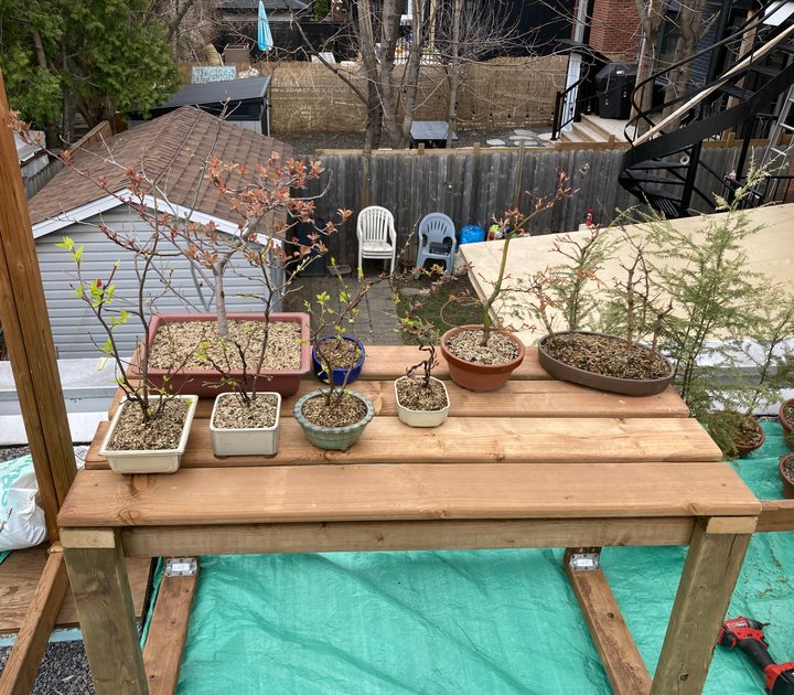 bonsai bench