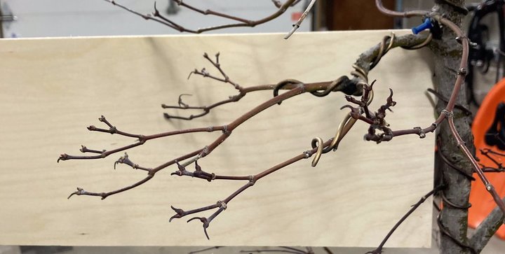 acer palmatum branch