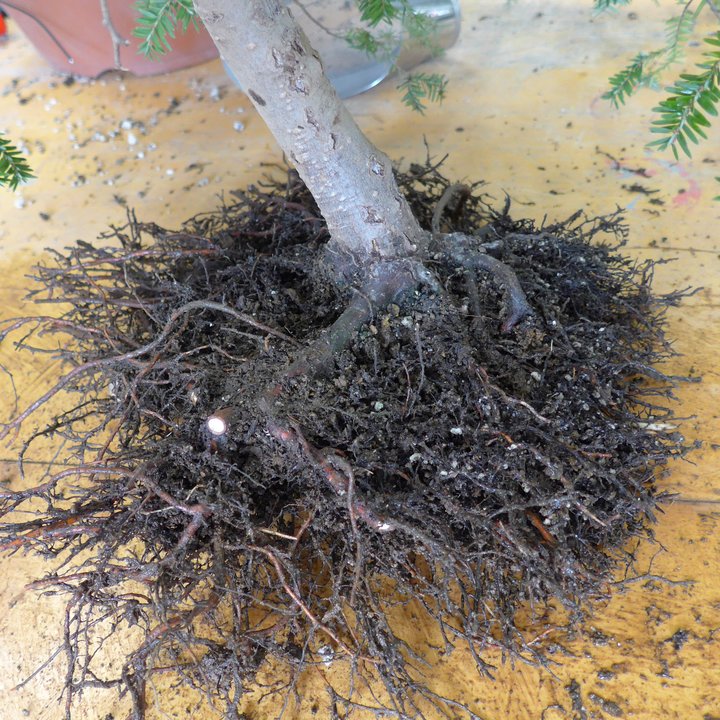 tsuga canadensis yamadori rempotage