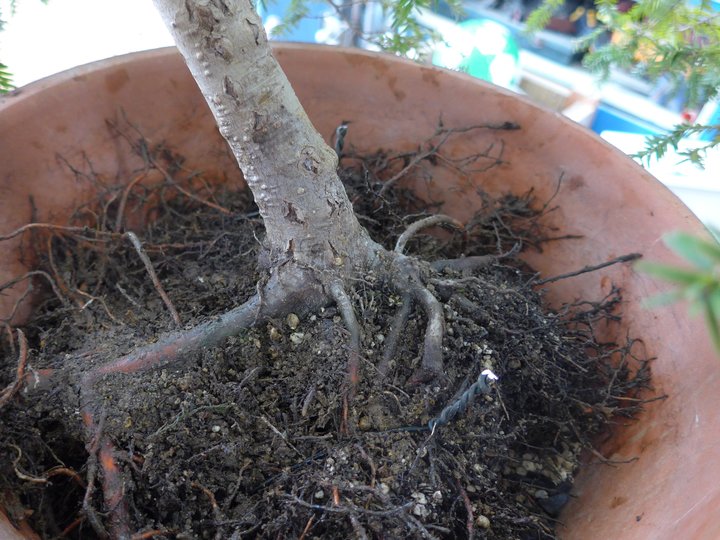 tsuga canadensis yamadori rempotage