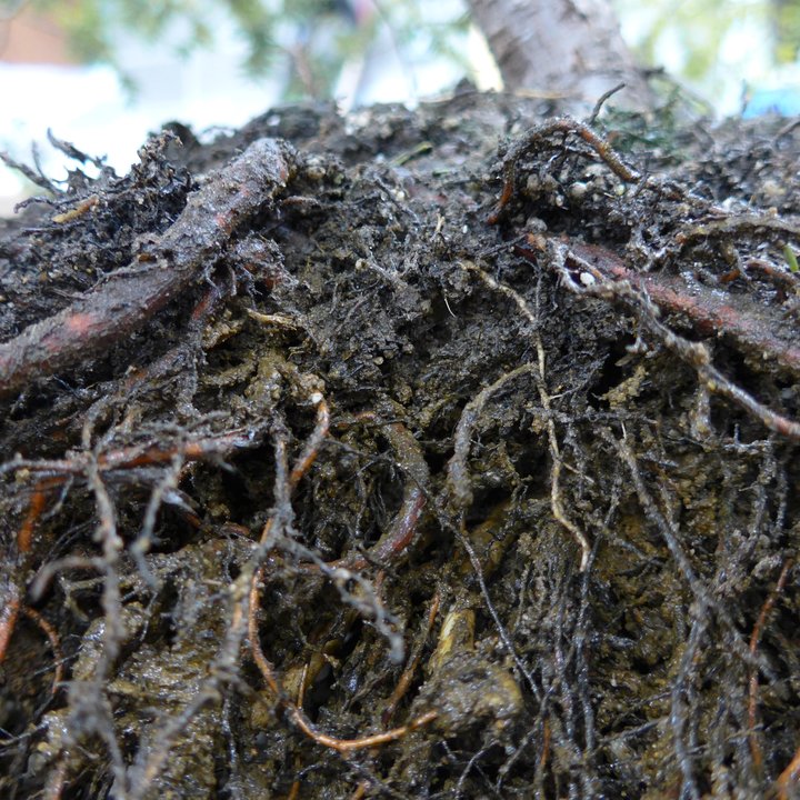 tsuga canadensis yamadori rempotage