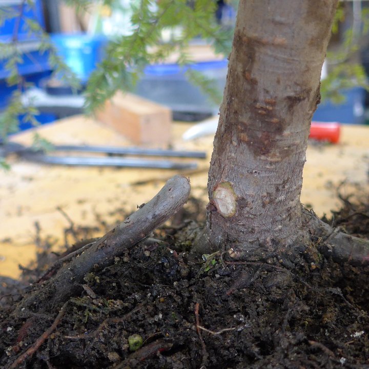 tsuga canadensis yamadori rempotage