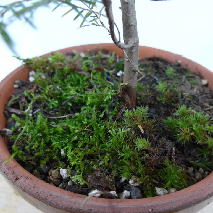 tsuga yamadori