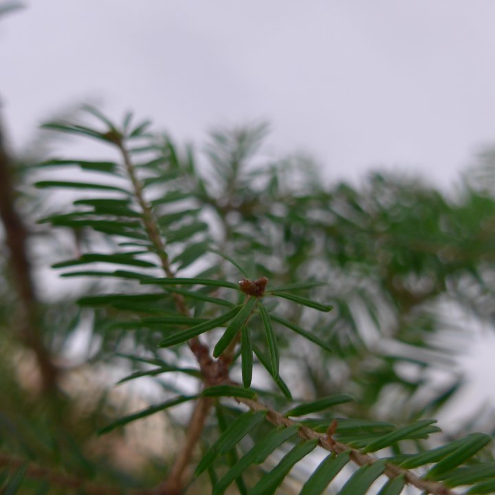 tsuga yamadori