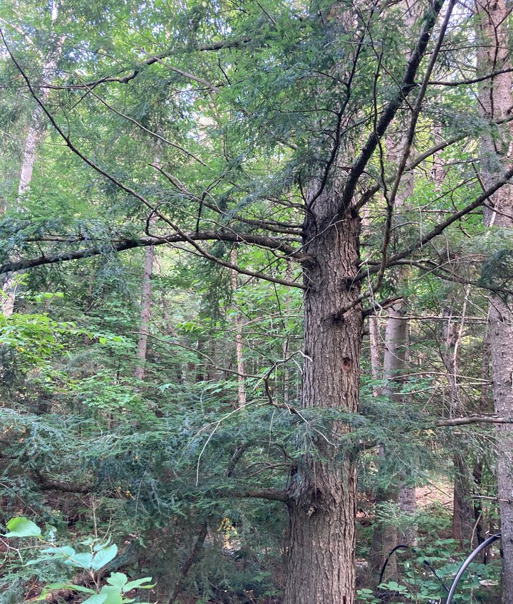 tsuga yamadori