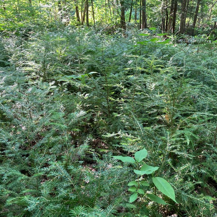 tsuga yamadori